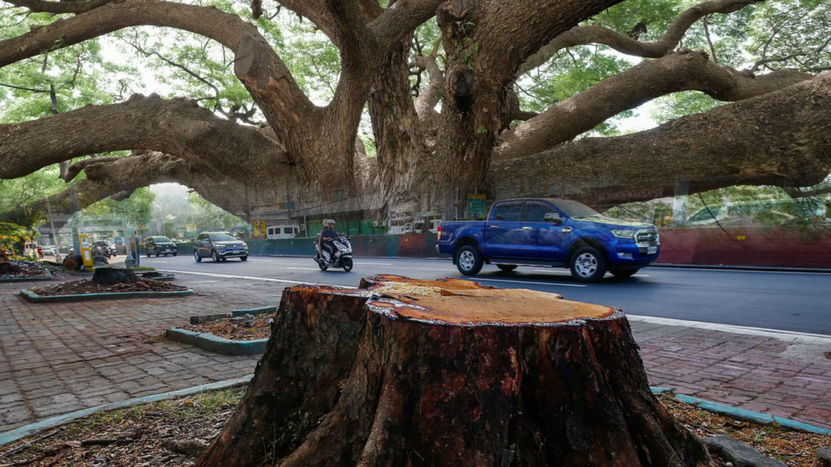 Urban trees benefits