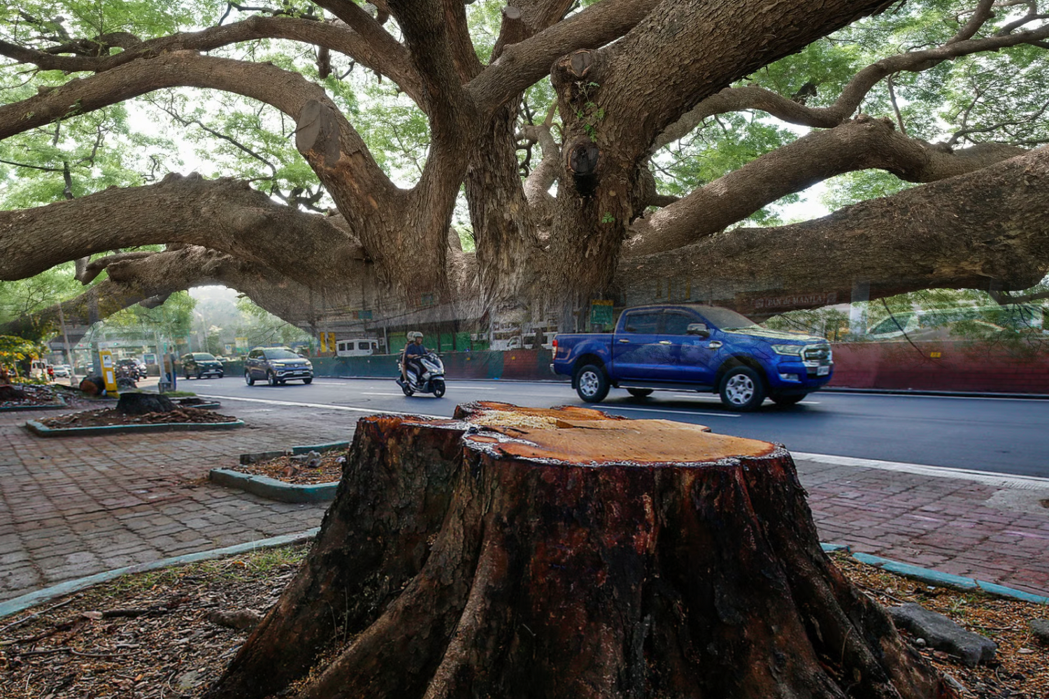 Urban trees benefits