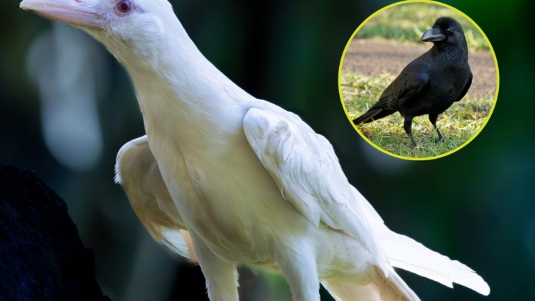 White crow sighting