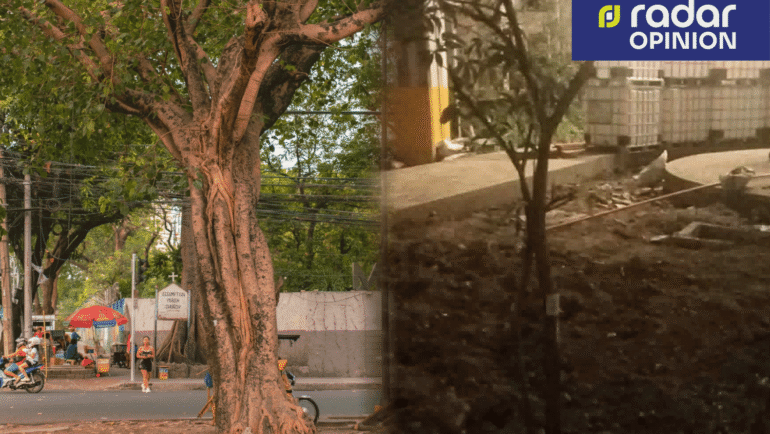 50-year-old tree