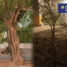 OPINION: You cannot replace a 50-year-old tree with a sapling—and expect people not to notice