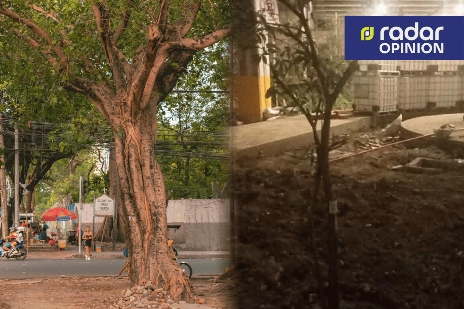 50-year-old tree