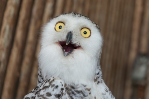 Bird masturbation