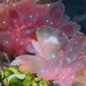 Underwater photographer filmed “holy grail” sea slug 5 times in Siquijor