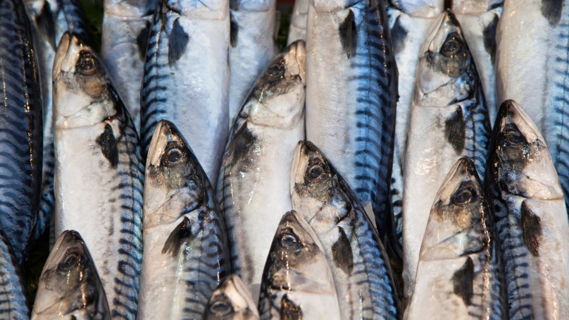Davao Gulf fishing ban