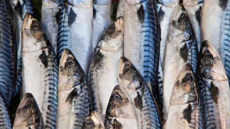 Davao Gulf fishing ban