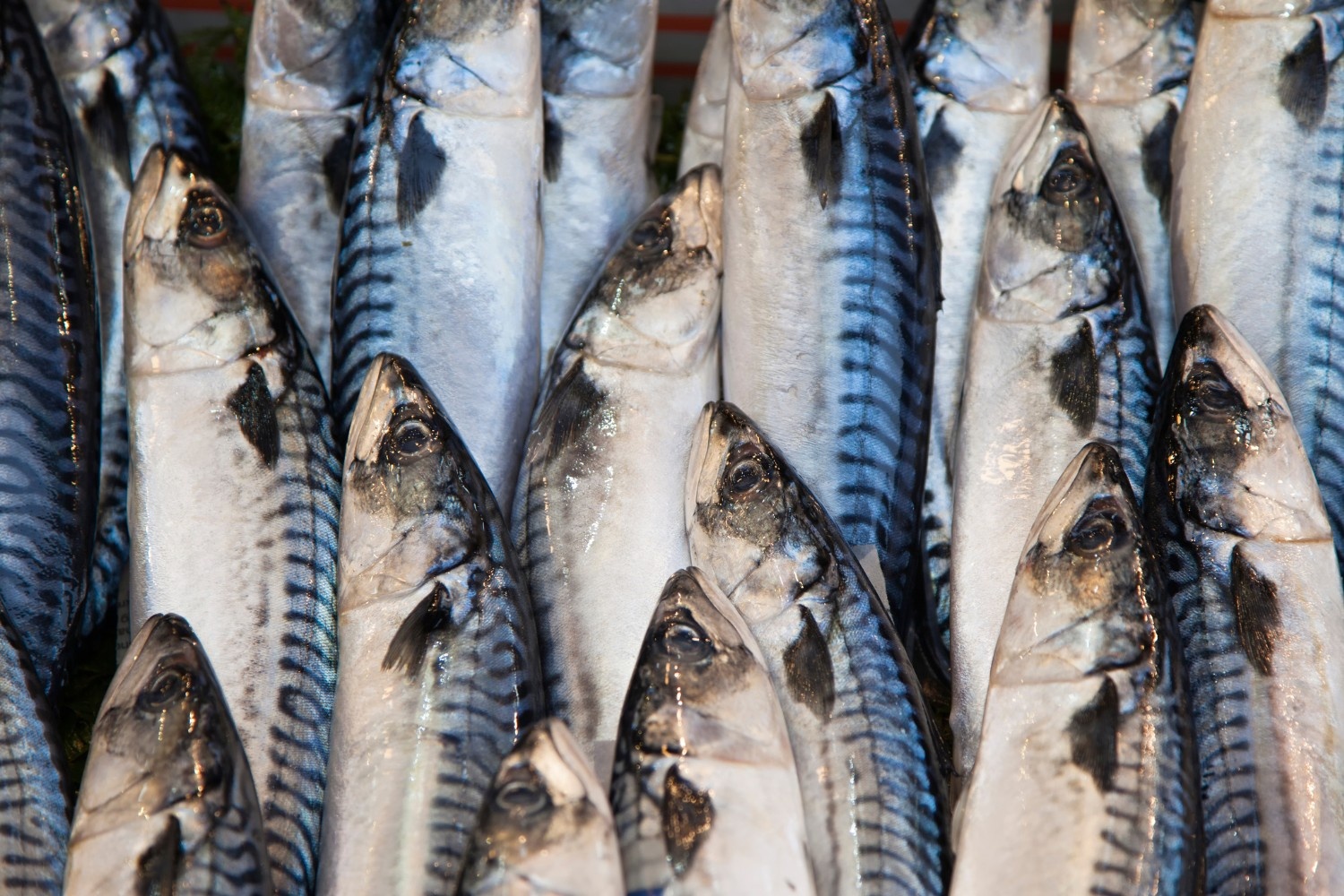 Davao Gulf fishing ban