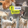 Fake rescue pages keep animals in poor conditions for your donations