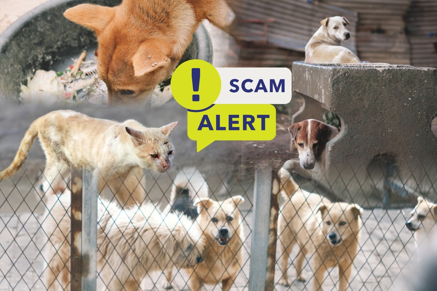 Donation scam