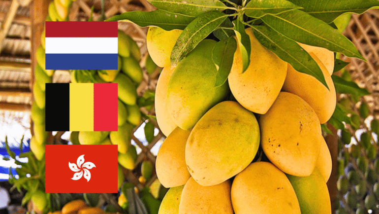 Guimaras mangoes international export