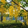 Iloilo River Esplanade turns golden as shower trees burst into bloom