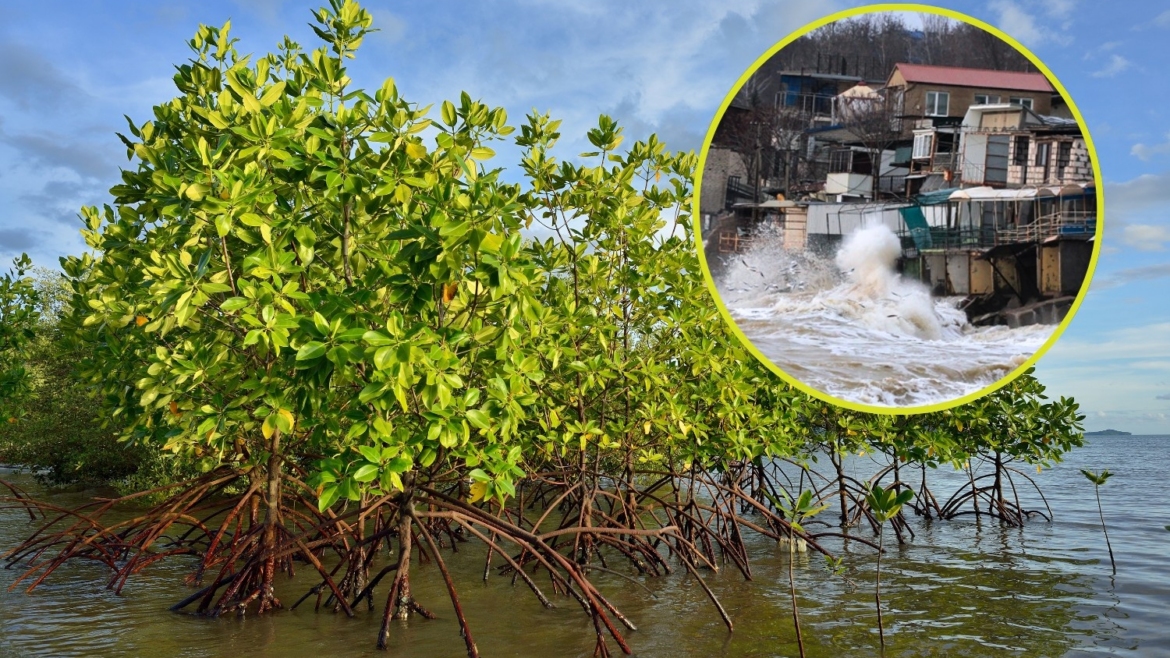 Impact of mangroves