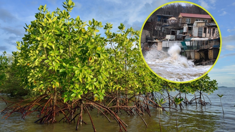 Impact of mangroves