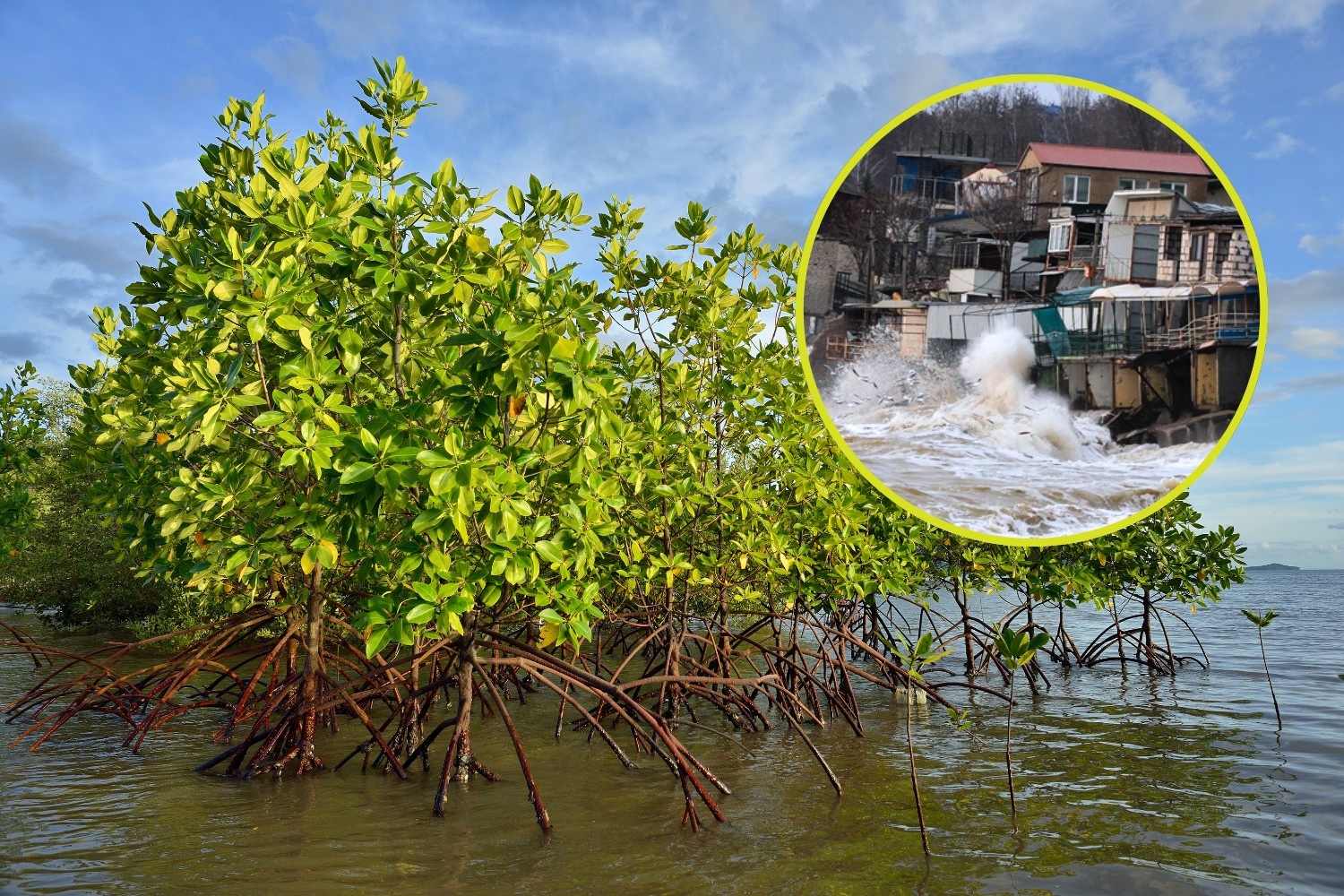 Impact of mangroves