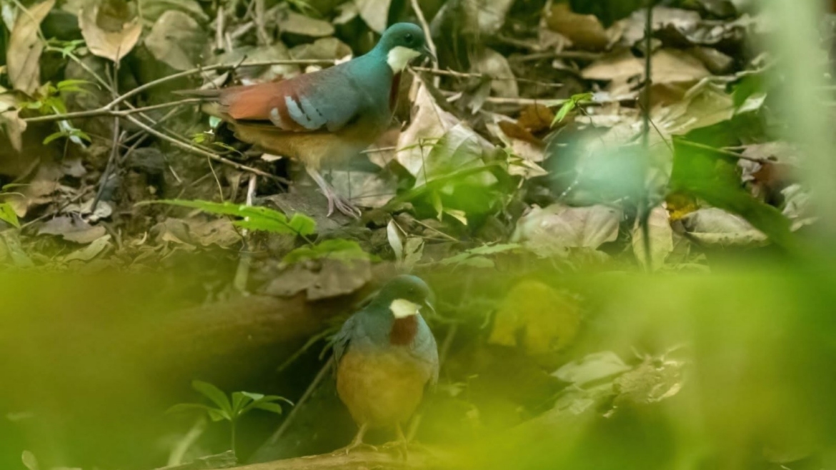 Leyte bleeding-heart rediscovered
