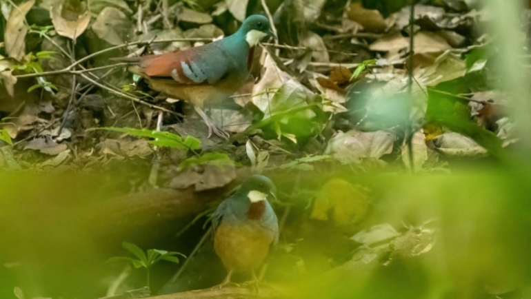 Leyte bleeding-heart rediscovered