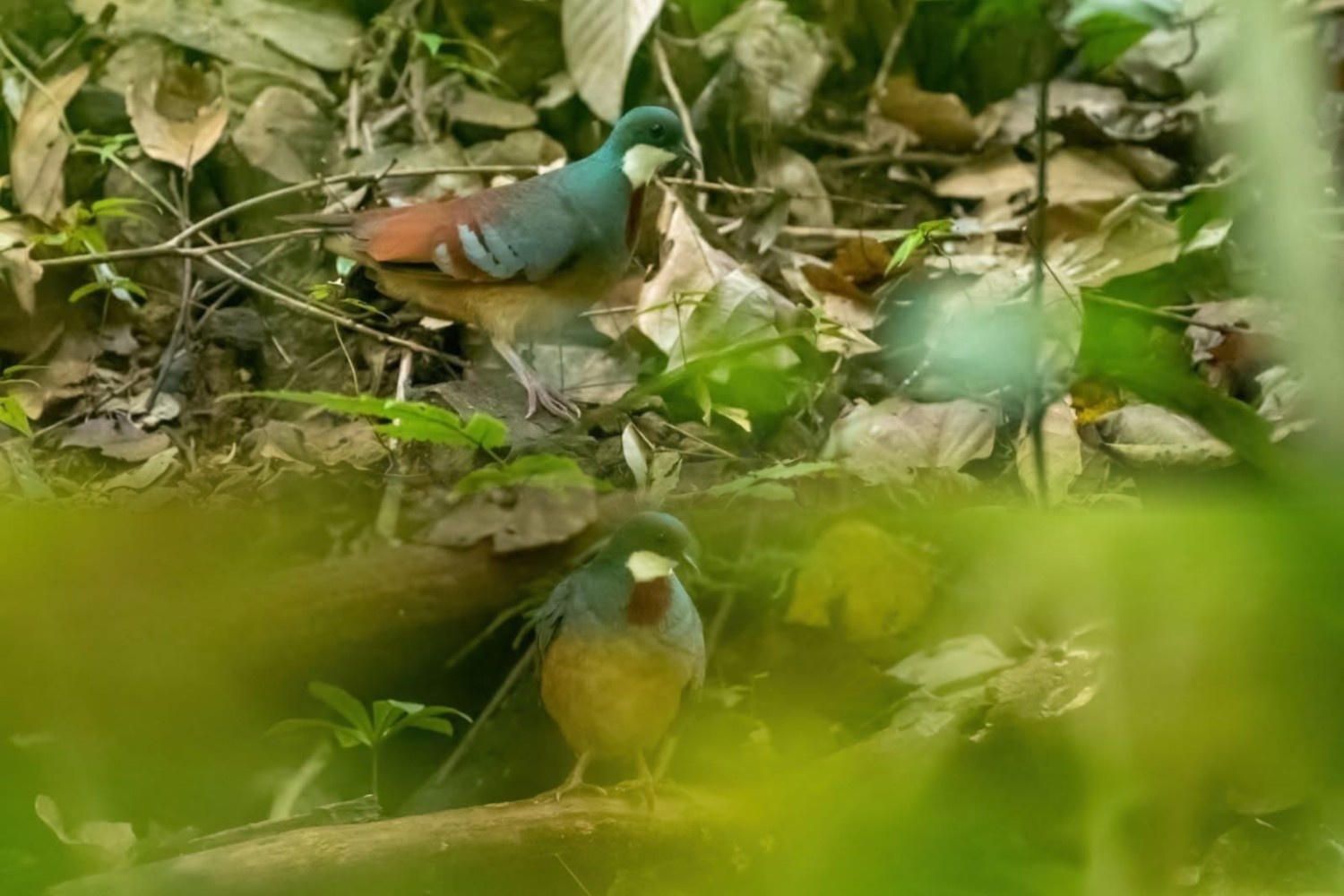 Leyte bleeding-heart rediscovered