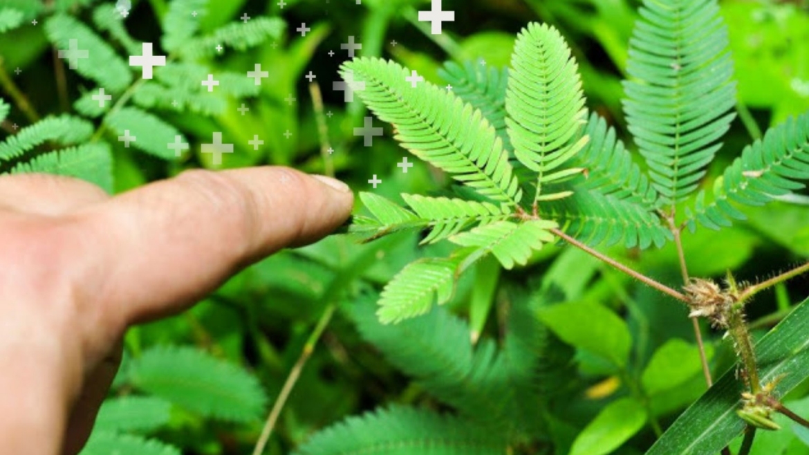 Makahiya health benefits