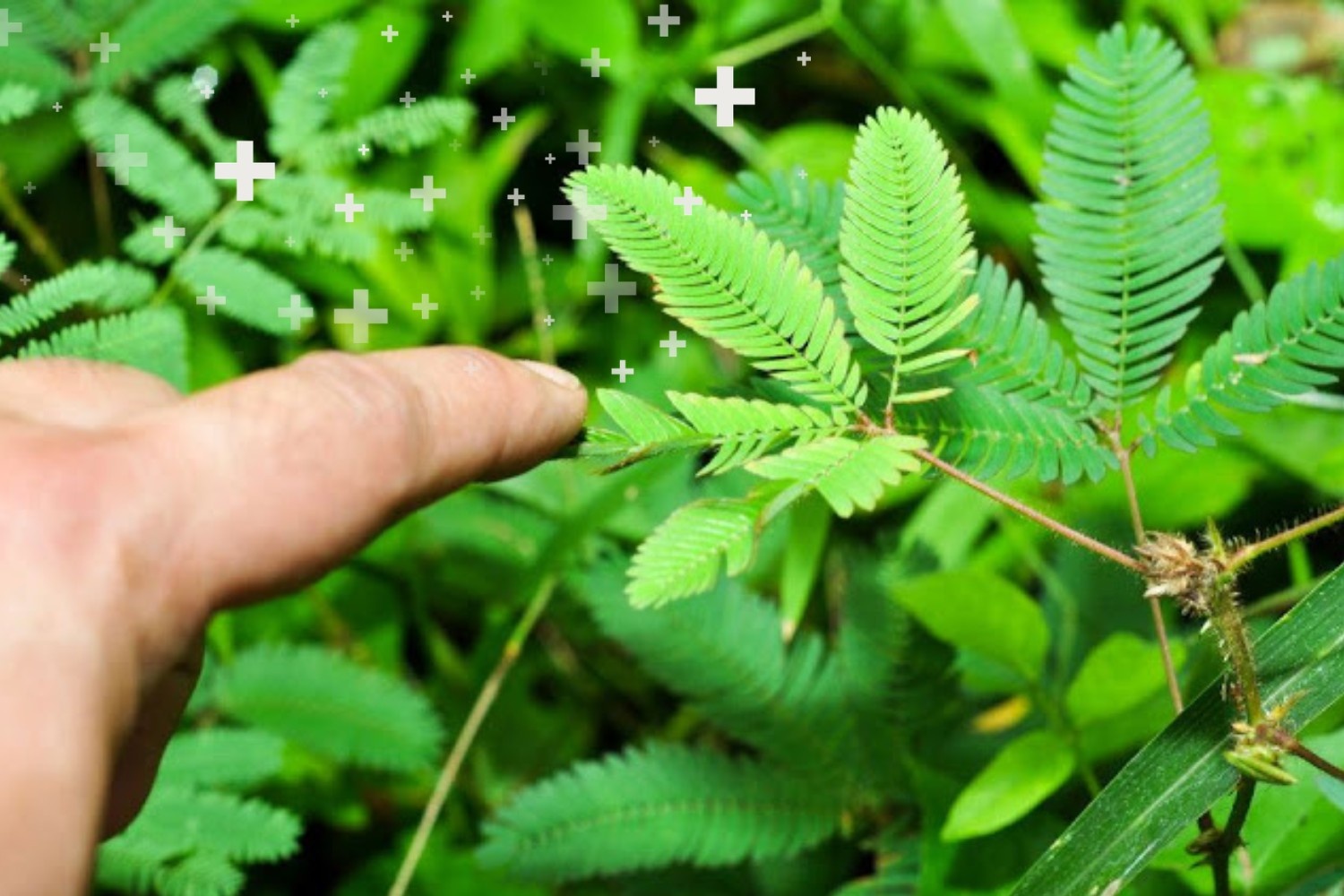 Makahiya health benefits