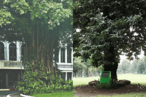 Metro Manila heritage trees