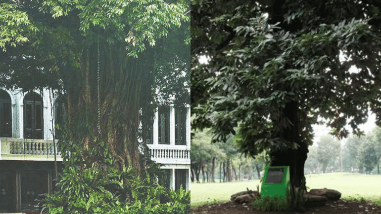 Metro Manila heritage trees