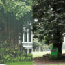 Metro Manila heritage trees resonate anew as DENR halts Quirino Avenue massive tree-cutting