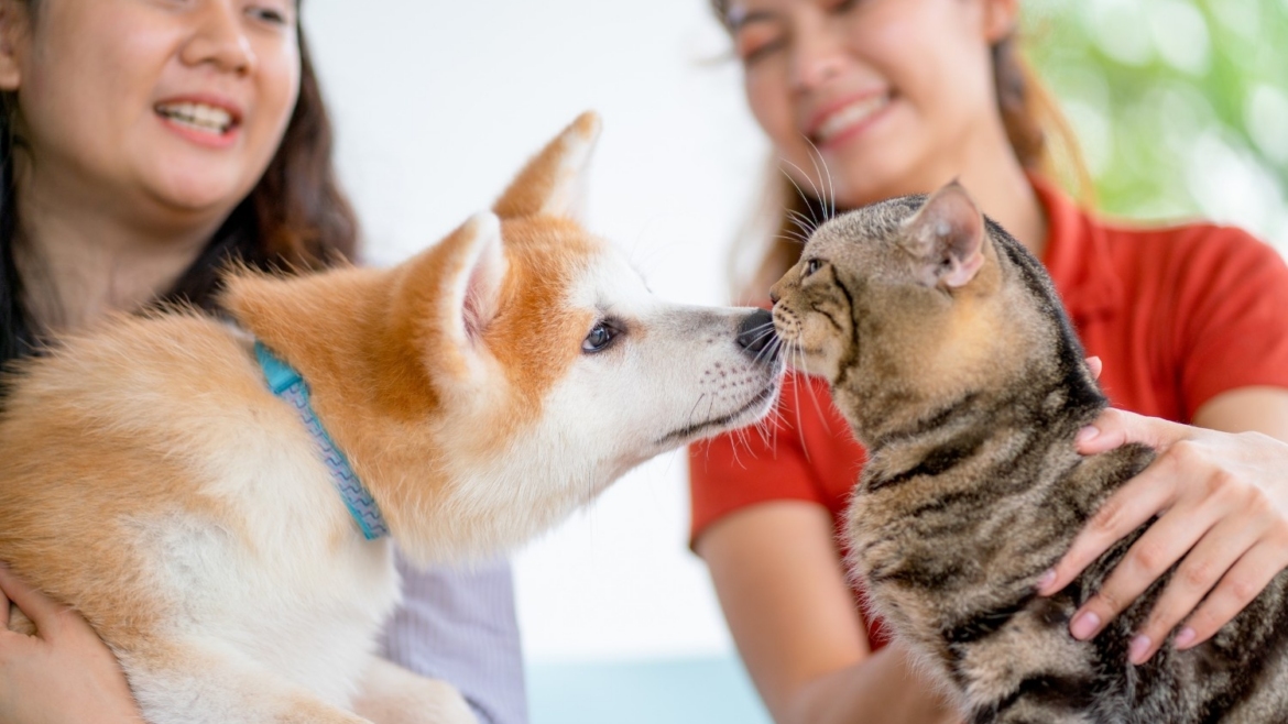 Pet care and insurance