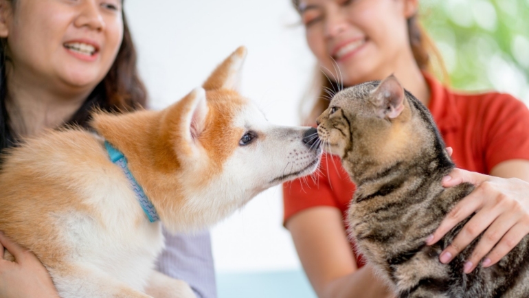 Pet care and insurance