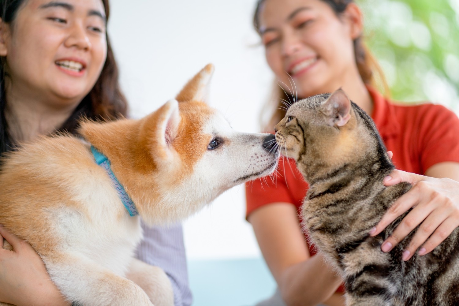 Pet care and insurance