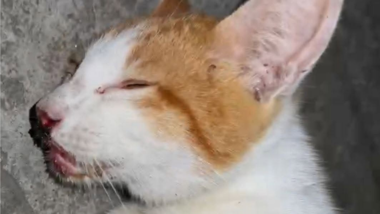 Pet poisoning