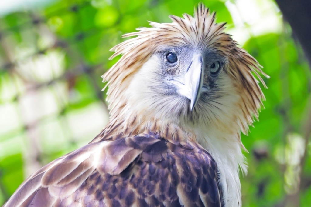 Philippine Eagle receives PWD and senior citizen cards