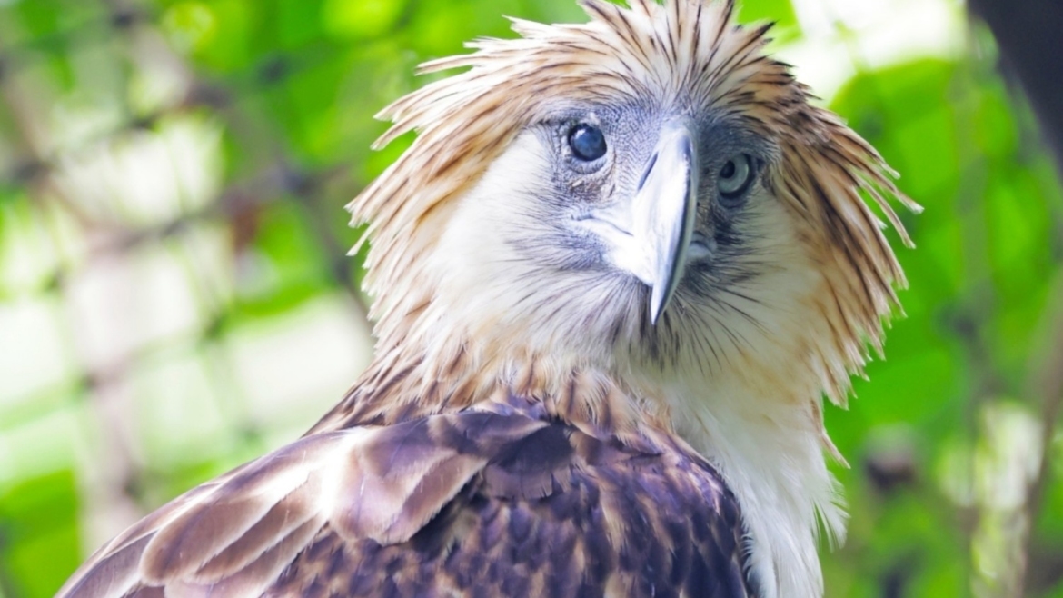 Philippine Eagle receives PWD and senior citizen cards