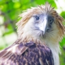 Oldest known Philippine Eagle receives PWD and senior citizen cards in Quezon City