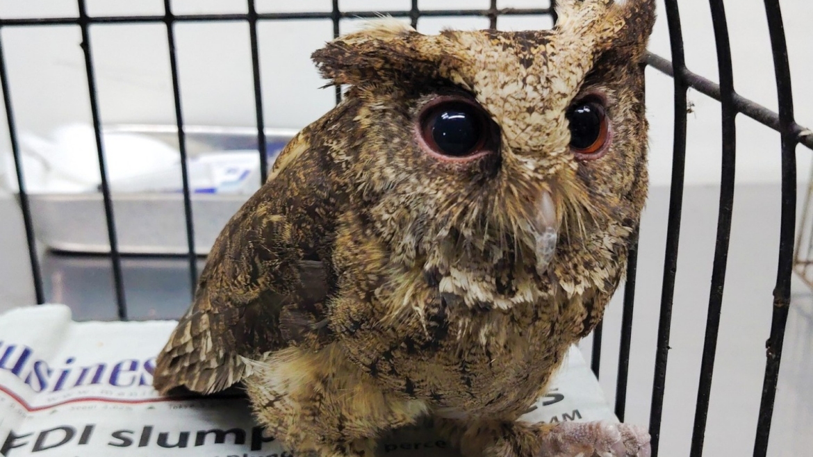 Philippine Scops Owl rescued