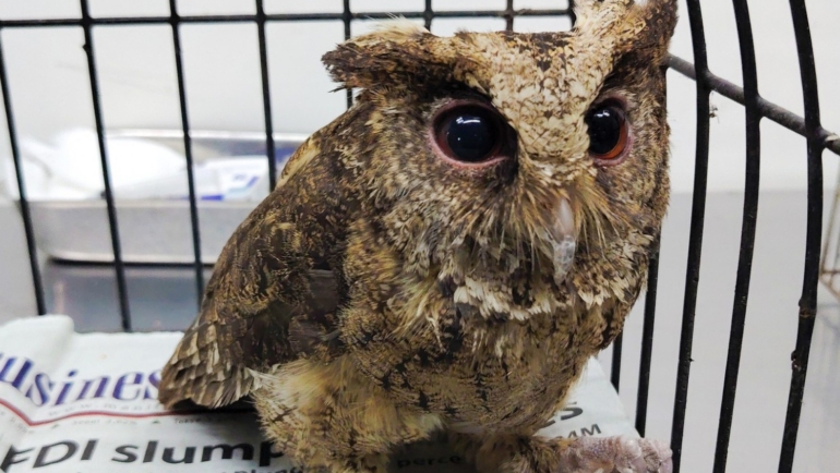 Philippine Scops Owl rescued