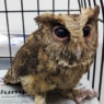 Las Piñas resident discovers helpless Philippine Scops Owl in backyard
