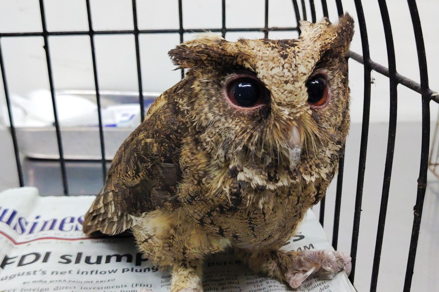 Philippine Scops Owl rescued