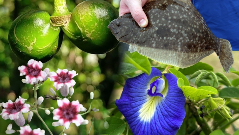 Plants, animals with humorous names