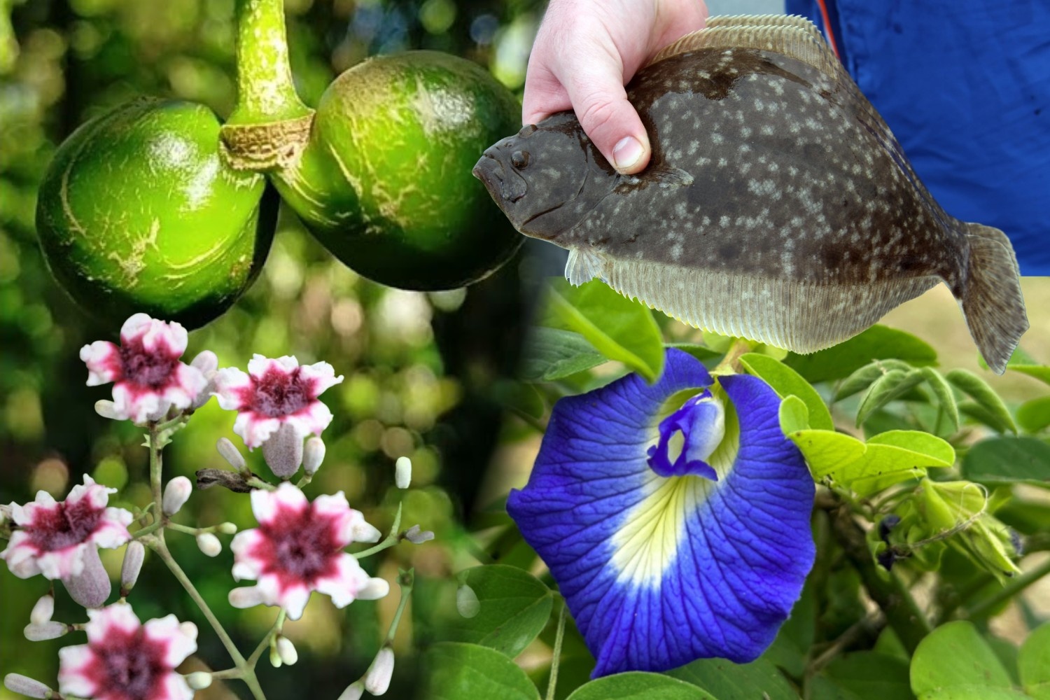 Plants, animals with humorous names