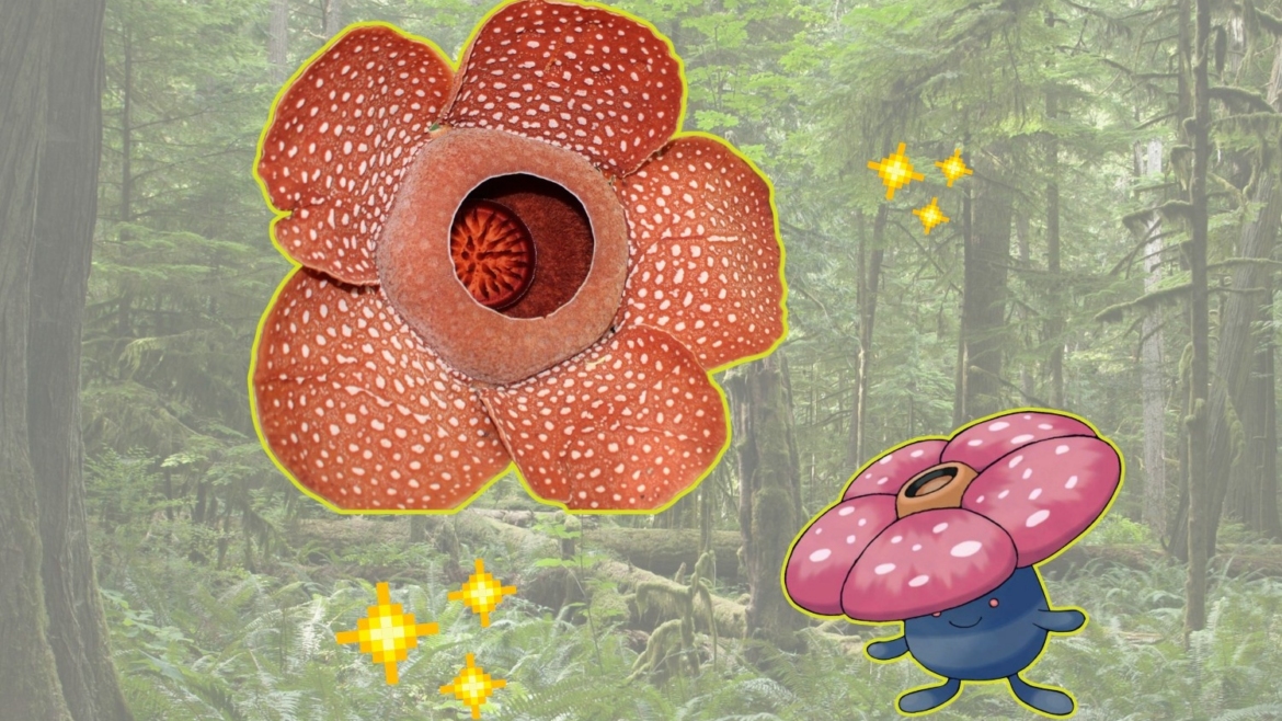 Rafflesia species spotted in Surigao del Sur