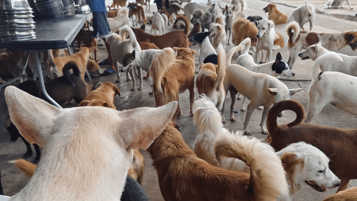 Shelter seeks donation