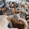 Animal rescue shelter in Bulacan appeals for donations as food supplies run low