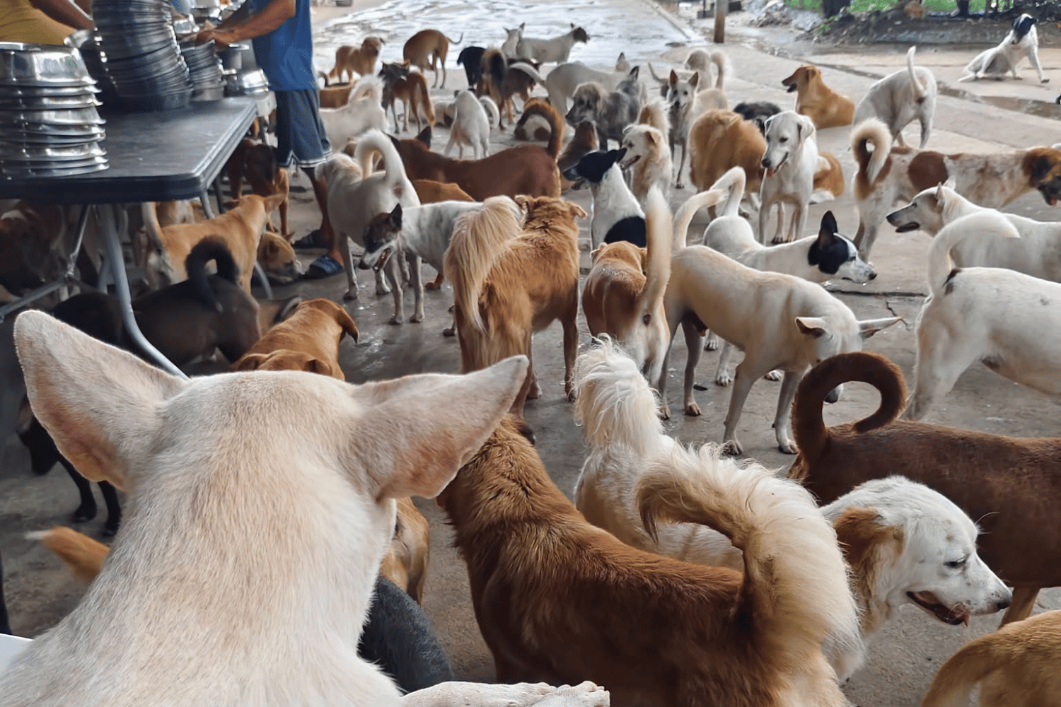 Shelter seeks donation