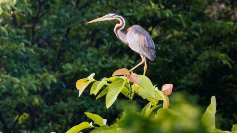 UP Wild bird walk