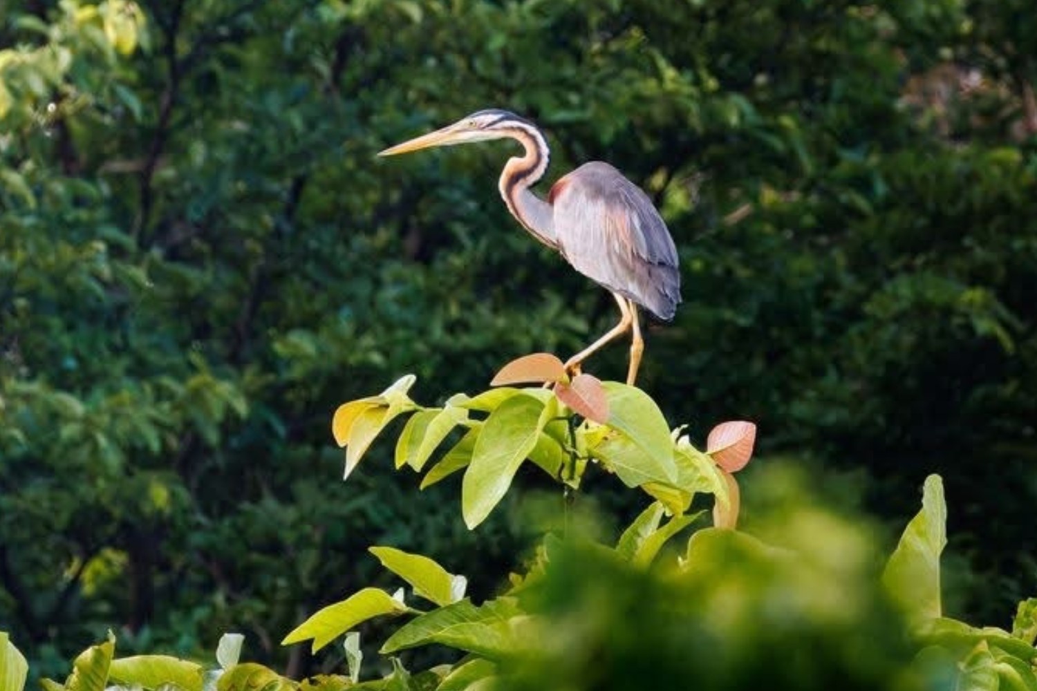 UP Wild bird walk