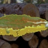 UP study builds “virtual forest” to improve timber supply and reduce illegal logging risks