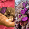Global demand for ube is pushing Filipino farmers to scale up