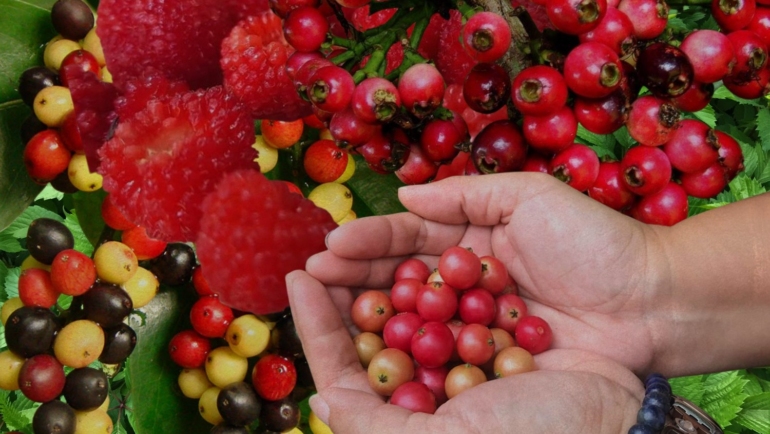 Wild Philippine berries