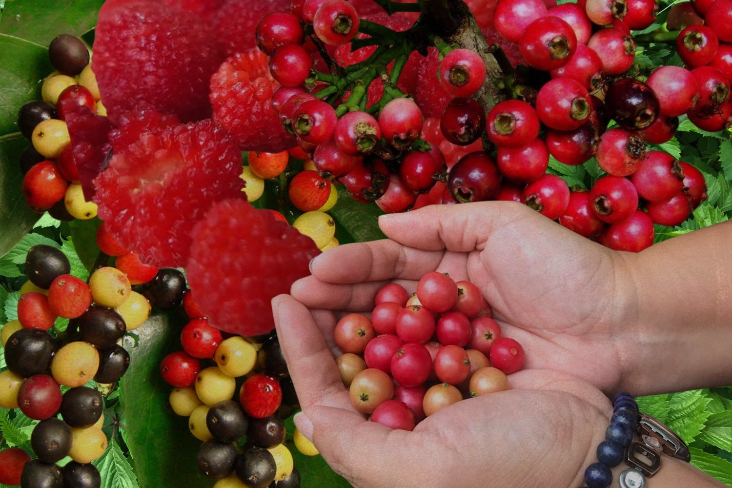 Wild Philippine berries
