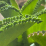 Katakataka can heal wounds, soothe burns, and multiply by itself